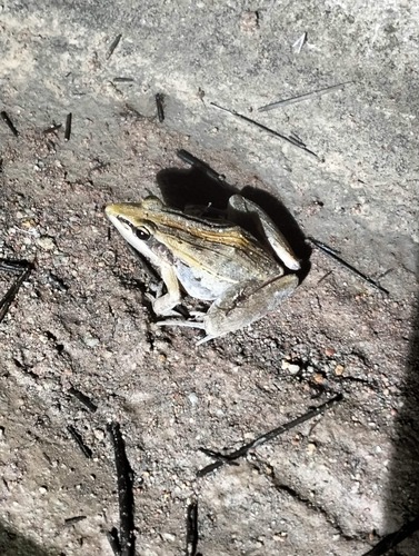 Nile Ridged Frog