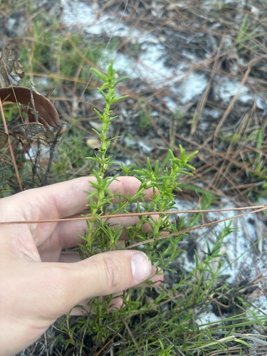 Rough Hedgehyssop (Gratiola hispida)