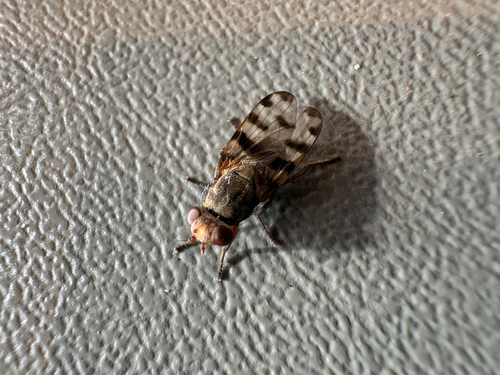 Unknown species found near Aurora Reservoir Trail, Aurora, CO, US