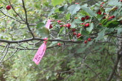 Crataegus schuettei