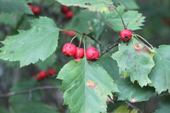 Crataegus schuettei