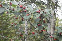 Crataegus schuettei