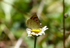 Lycaena edna