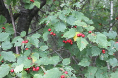 Crataegus schuettei
