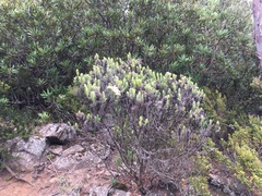 Ozothamnus purpurascens