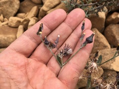 Senecio gunnii