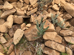 Senecio gunnii