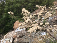 Ozothamnus thyrsoideus