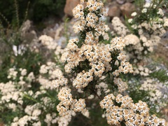 Ozothamnus thyrsoideus