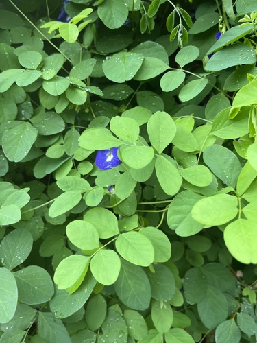 Clitoria ternatea
