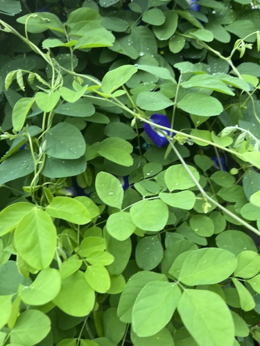 Clitoria ternatea