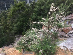 Ozothamnus thyrsoideus