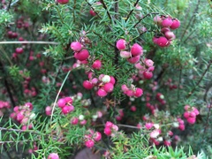 Leptecophylla pogonocalyx