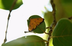 Phostria bistigmalis