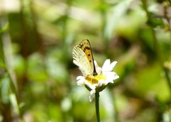 Lycaena edna