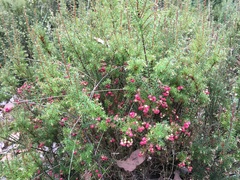 Leptecophylla pogonocalyx