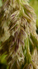 Poa foliosa
