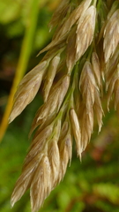 Poa foliosa