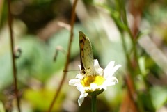 Lycaena edna