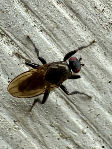 Crumomyia nitida