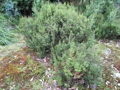Leptecophylla pogonocalyx