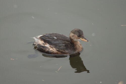 iNaturalist: (c) Vincent Böhm, some rights reserved (CC BY-NC), uploaded by Vincent Böhm iNaturalist image