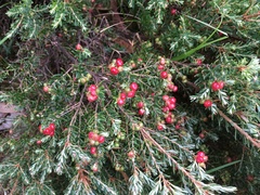 Acrothamnus hookeri