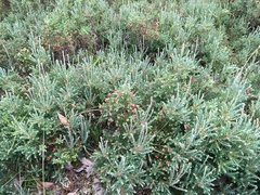 Acrothamnus hookeri