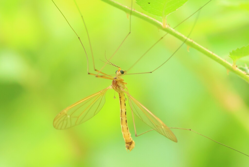 Nephrotoma eucera