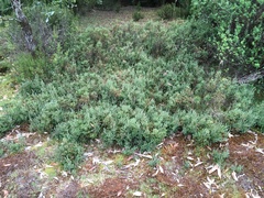 Acrothamnus hookeri