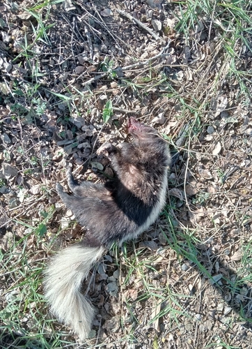 Zorrillo de espalda blanca norteño observed by dgwer