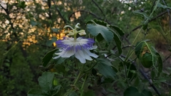 Passiflora arizonica