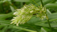 Poa foliosa