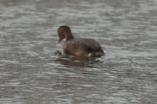 iNaturalist: (c) Vincent Böhm, some rights reserved (CC BY-NC), uploaded by Vincent Böhm iNaturalist image