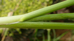 Poa foliosa
