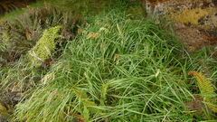 Poa foliosa