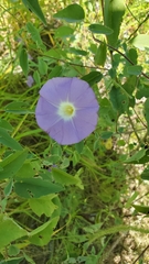 Ipomoea ternifolia leptotoma
