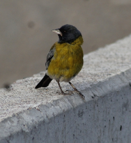 Grey-hooded Sierra Finch (Phrygilus gayi), photo 5