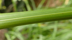 Poa foliosa