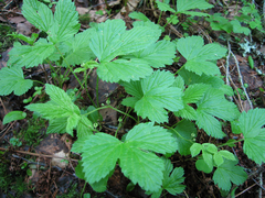 Rubus humulifolius