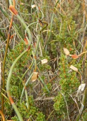 Lepidobolus drapetocoleus