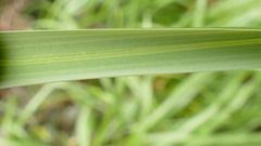 Poa foliosa