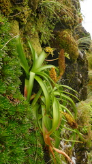 Bulbinella rossii