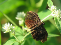 Cycloglypha thrasibulus thrasibulus