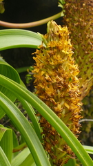 Bulbinella rossii