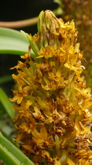Bulbinella rossii
