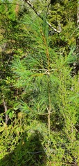 Pinus wallichiana