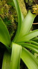 Bulbinella rossii