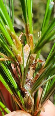 Pinus wallichiana