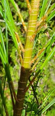 Pinus wallichiana